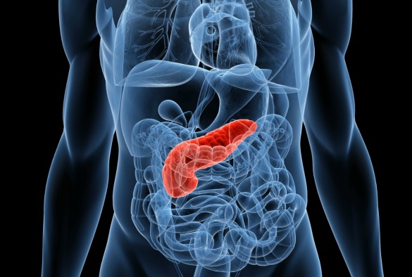 The picture shows the pancreas behind the stomach.